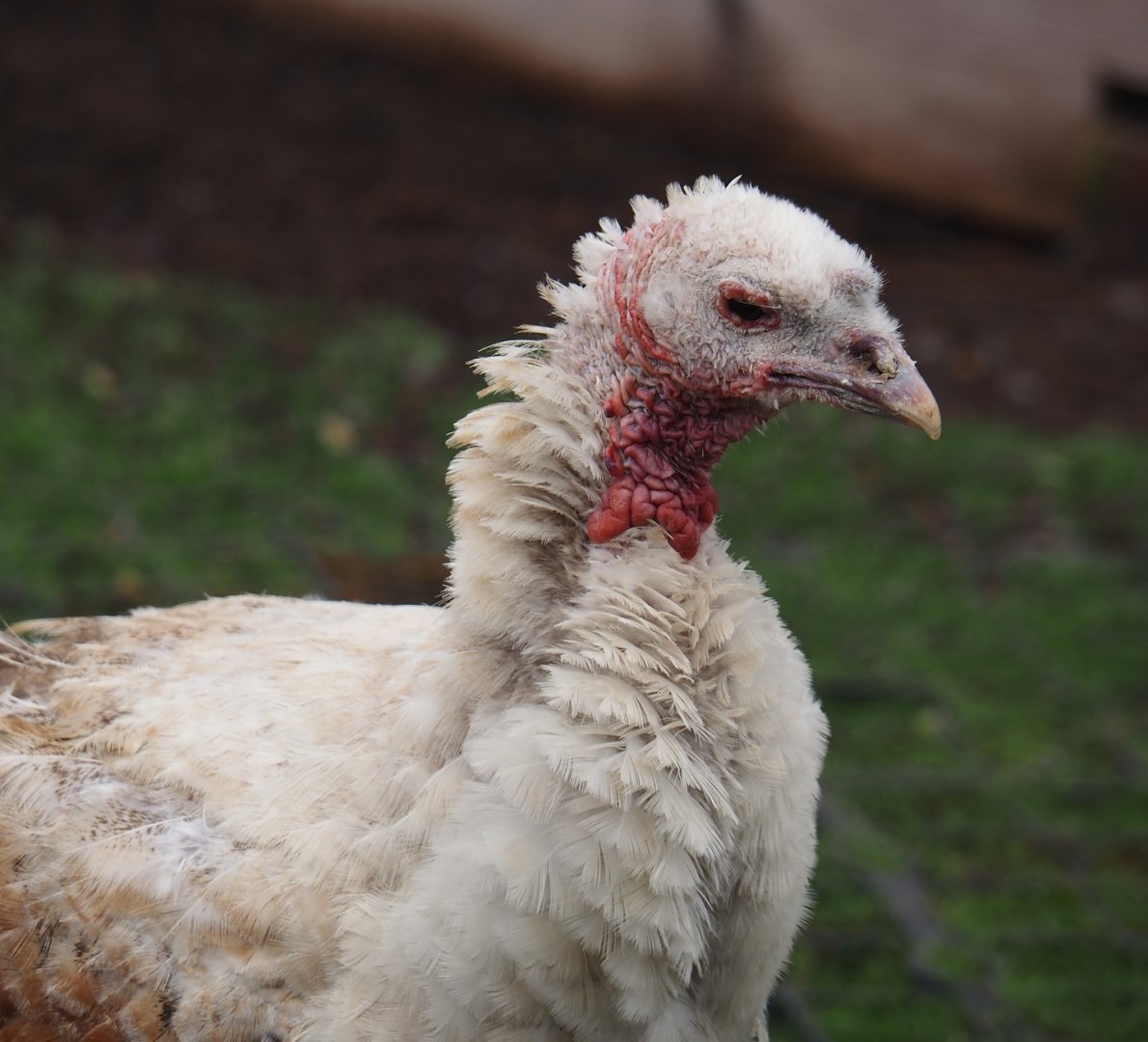 Domestic turkey (Meleagris gallopavo domesticus), 2024-09-17