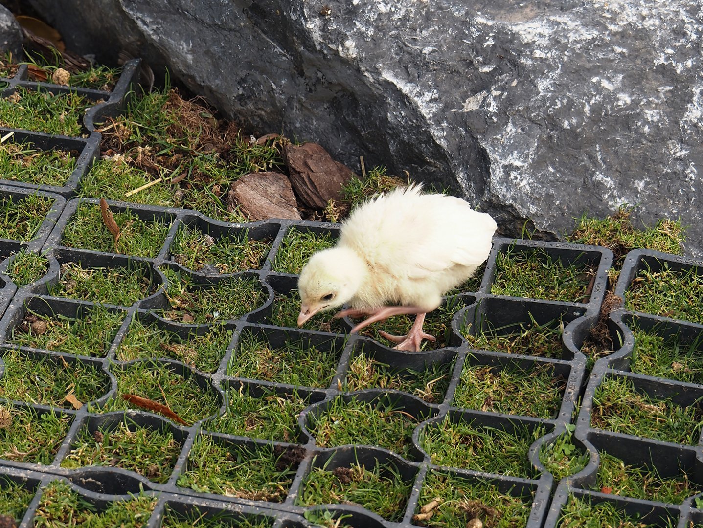 Domestic turkey (Meleagris gallopavo domesticus) chick, 2024-09-17