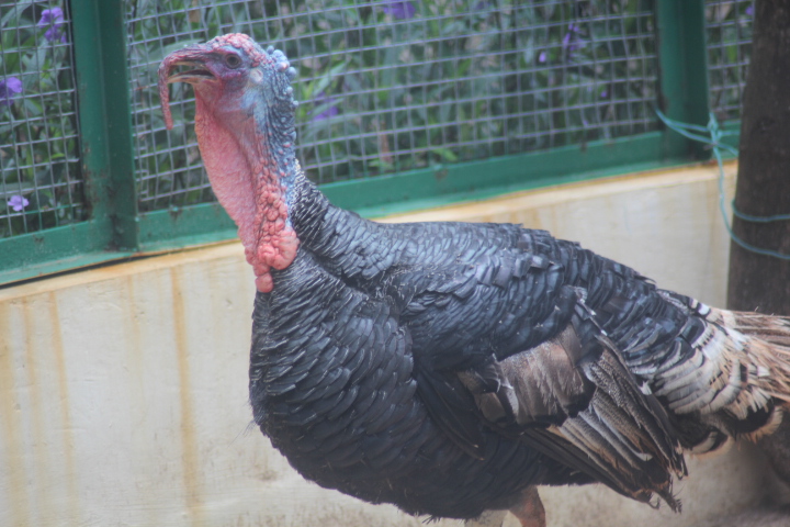 Domestic turkey (Meleagris gallopavo domesticus)