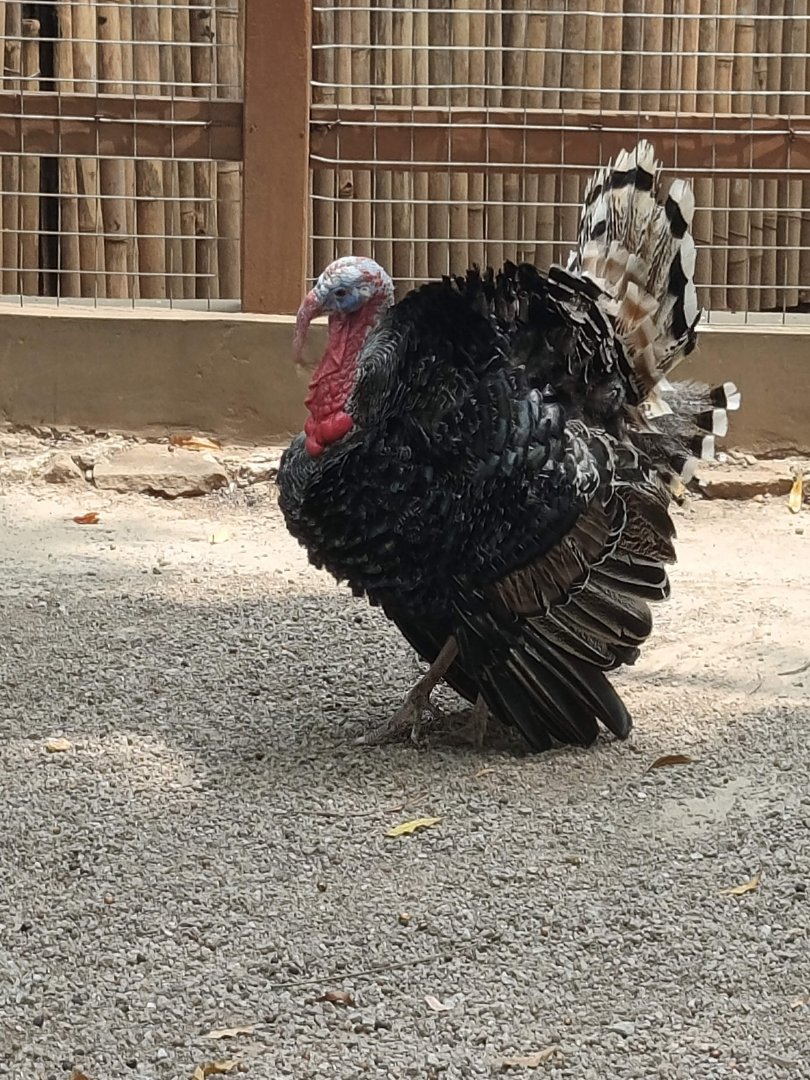Domestic Turkey (Meleagris gallopavo domesticus)