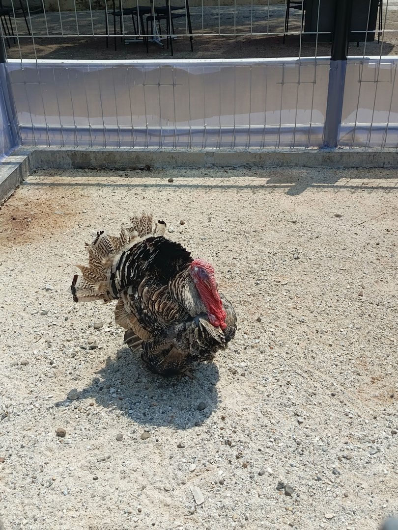 Domestic Turkey (Meleagris gallopavo domesticus)