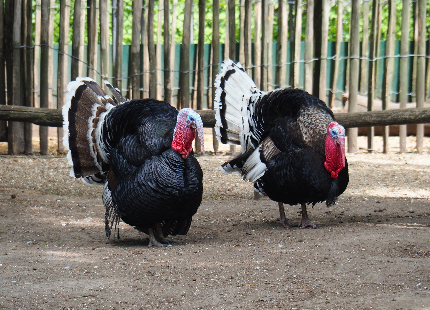 Domestic turkey roosters (Meleagris gallopavo), 2019-05-25