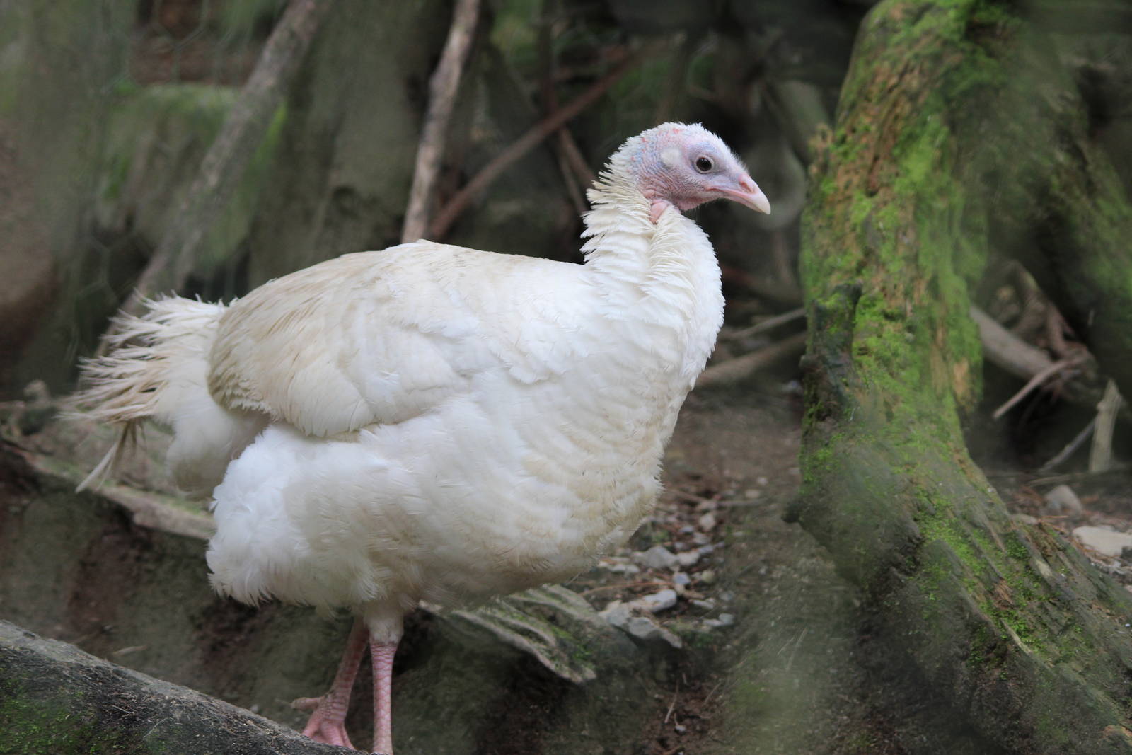 Domestic Turkey, Staglands