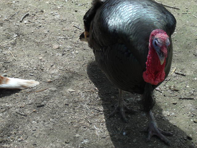 Domestic Turkey