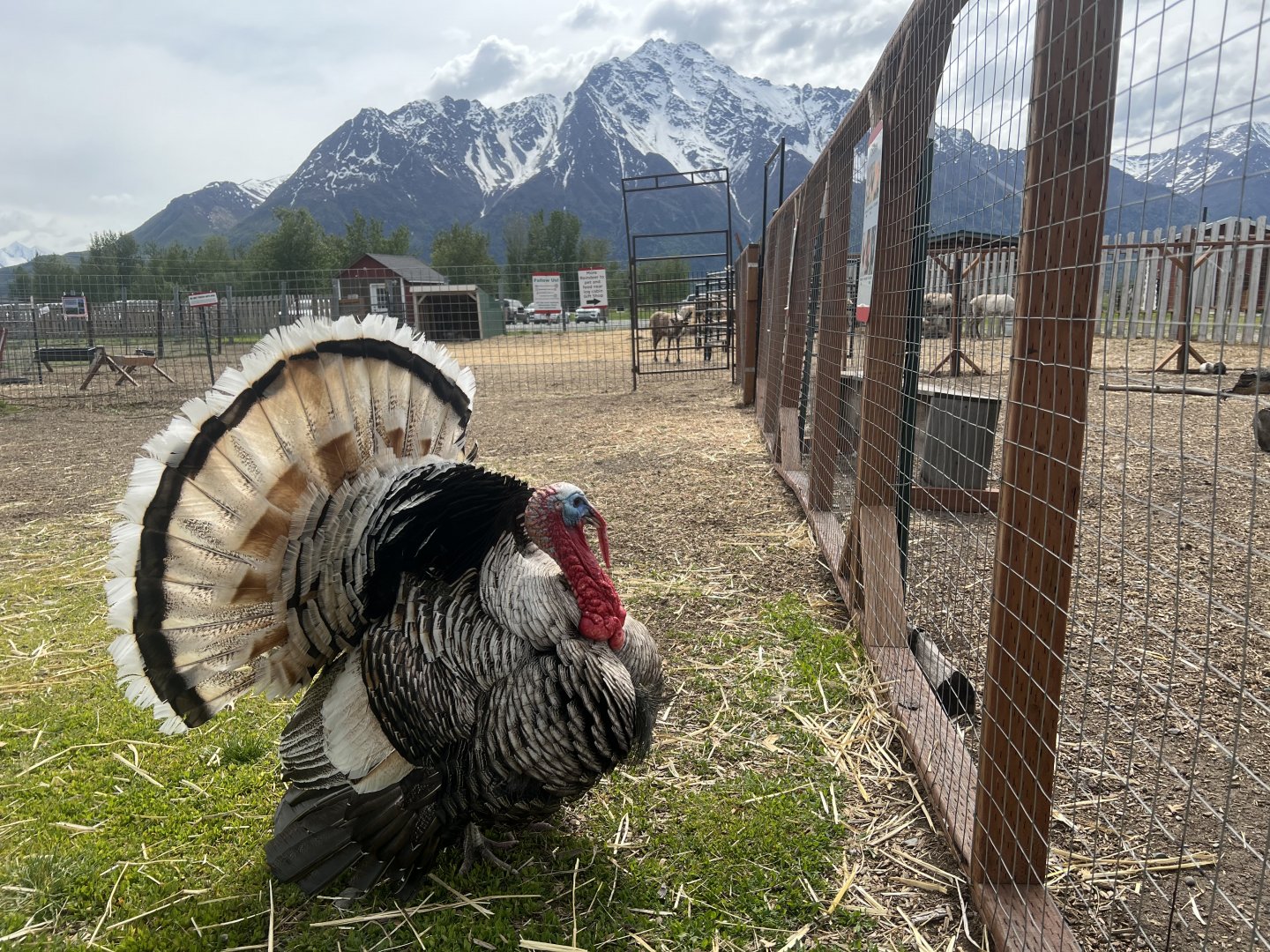 Domestic Turkey
