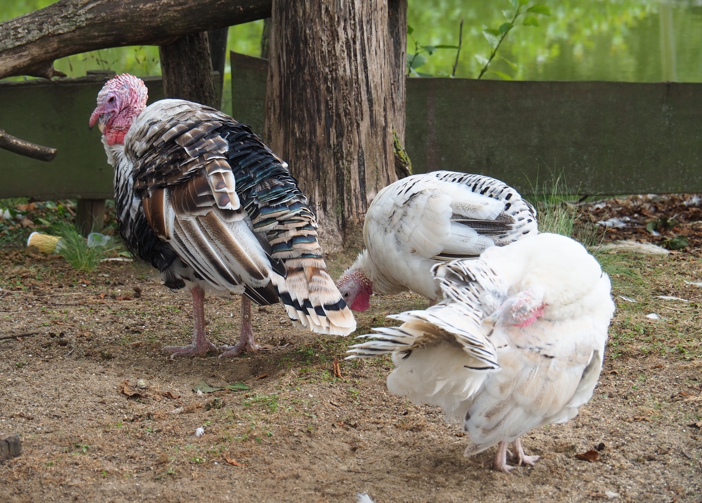 Domestic turkeys (Meleagris gallipavo), Aug 28th, 2018