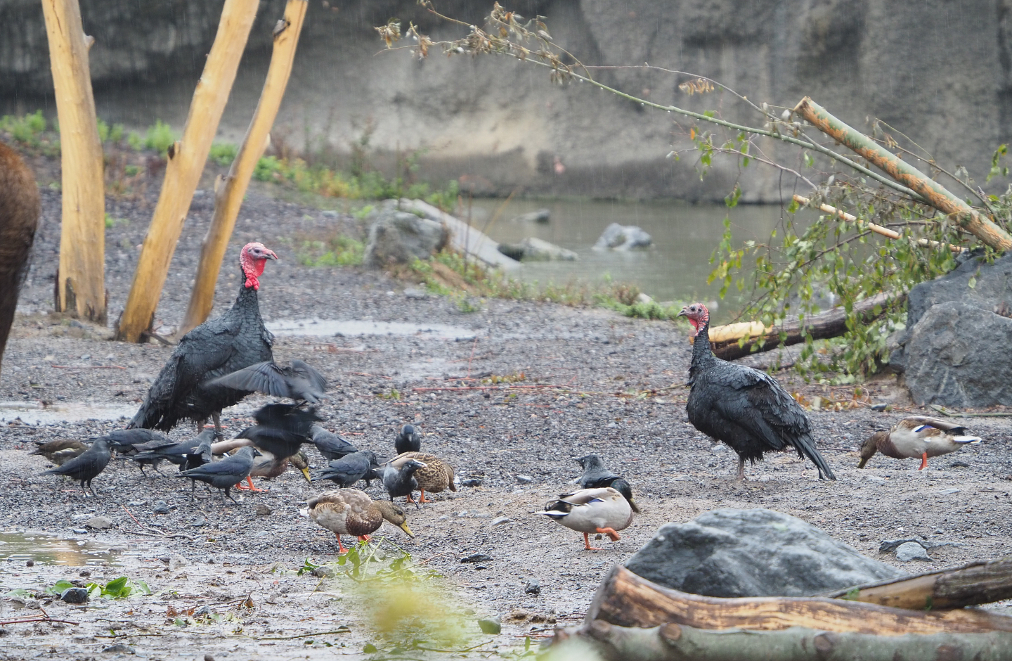 Domestic turkeys (Meleagris gallopavo) and wild birds in the Eurasian moose exhibit, 2022-09-14
