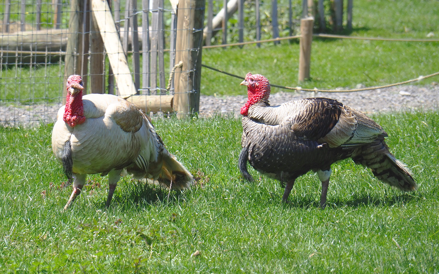 Domestic turkeys (Meleagris gallopavo domesticus), 2021-05-29
