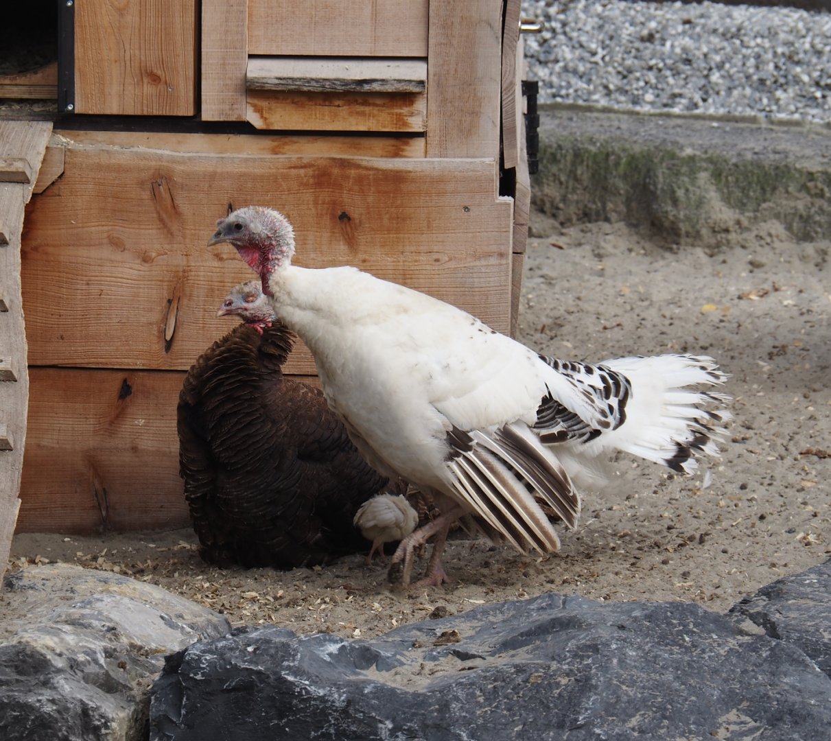 Domestic turkeys (Meleagris gallopavo domesticus), 2024-09-17