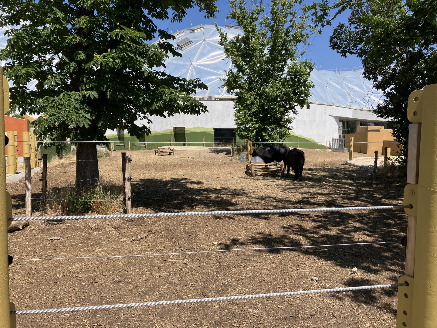 Domestic Water Buffalo-06/2025