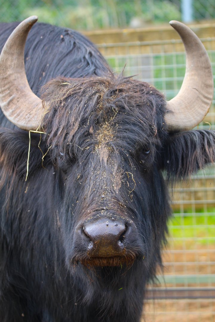 Domestic Water Buffalo- 11th June 2024