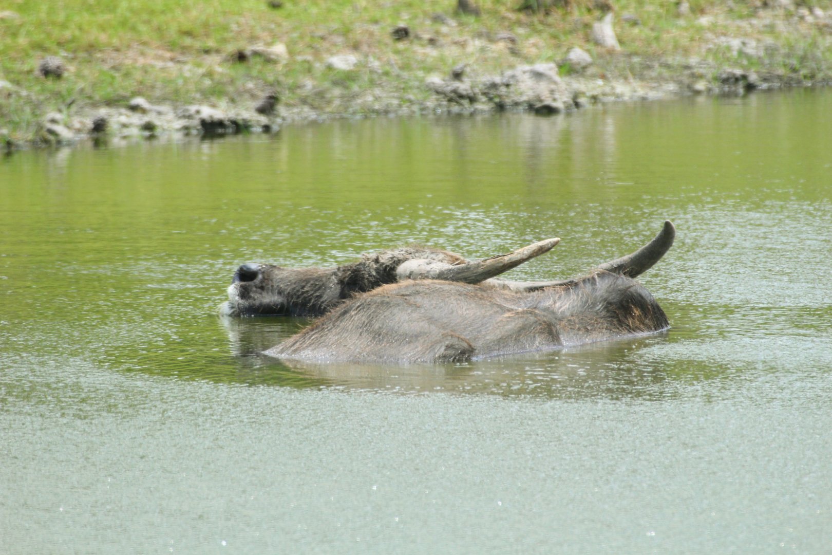 Domestic Water Buffalo (2016)