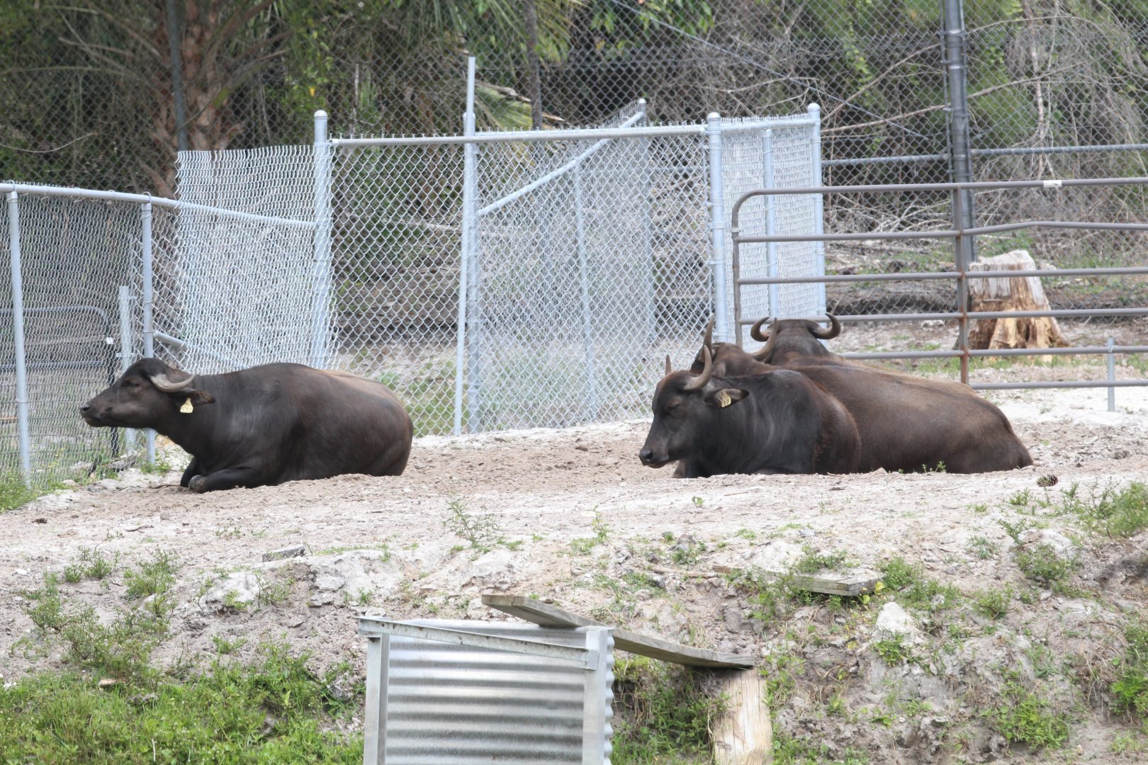 Domestic Water Buffalo (2016)