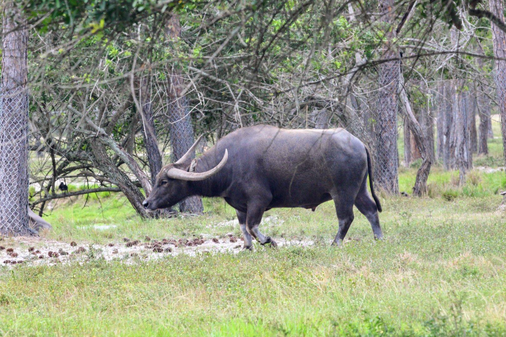 Domestic Water Buffalo (2016)