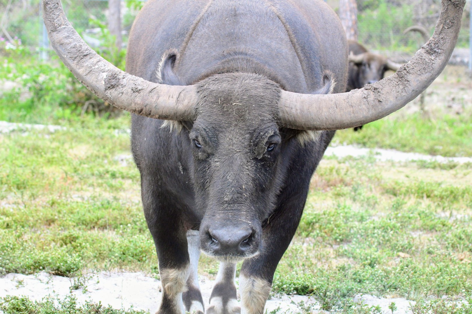 Domestic Water Buffalo (2016)