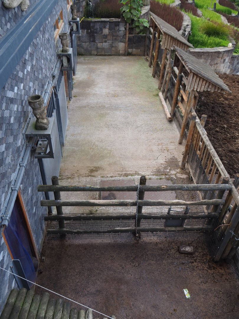 Domestic water buffalo and Negros Visayan warty pig paddock holding pens, 2020-09-02