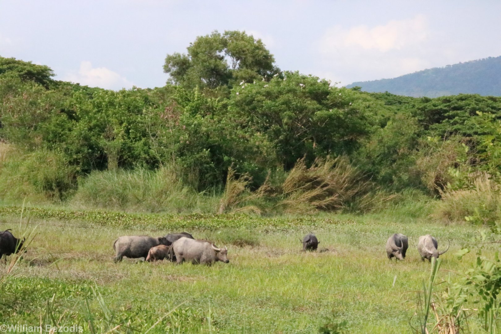 (domestic) Water Buffalo and Openbill Storks - Bang Pra Non-hunting Area