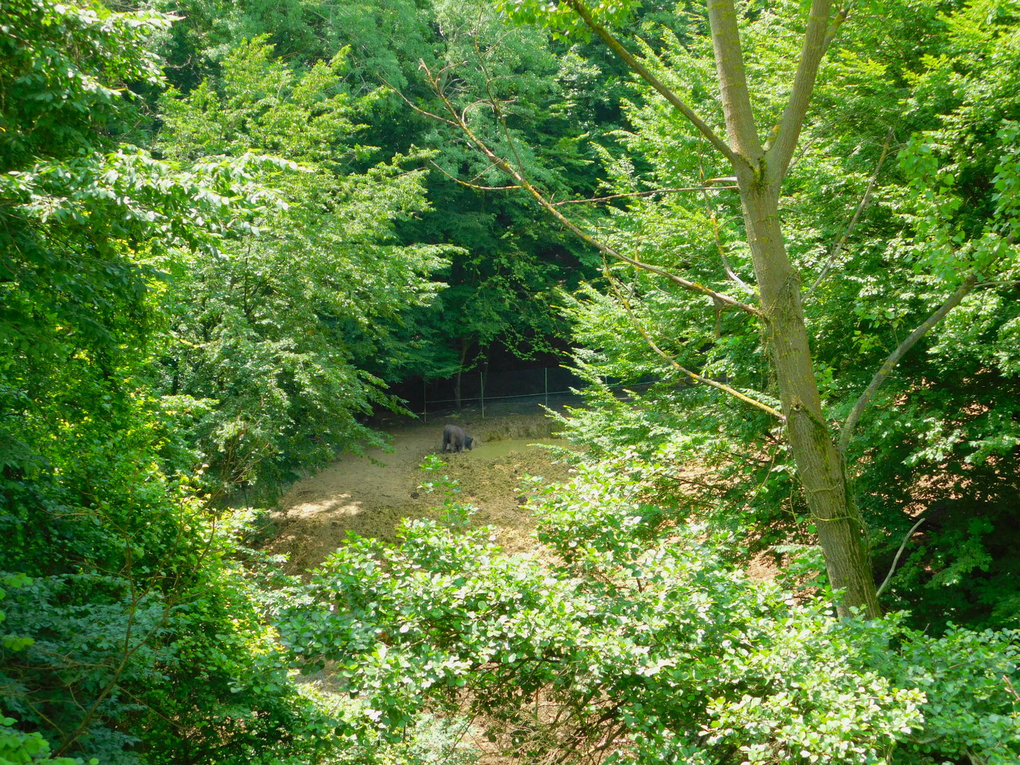 Domestic Water Buffalo (as seen from the other side of the big lake)