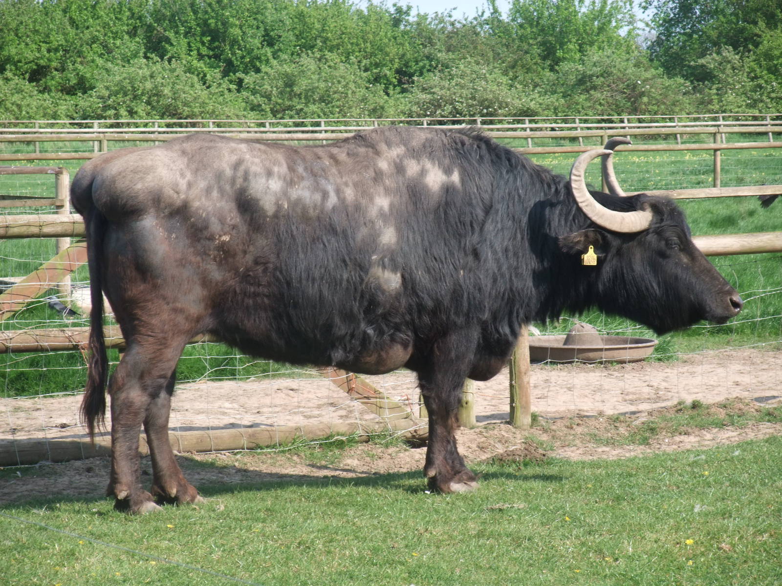 Domestic Water Buffalo at Long Sutton 25/04/11