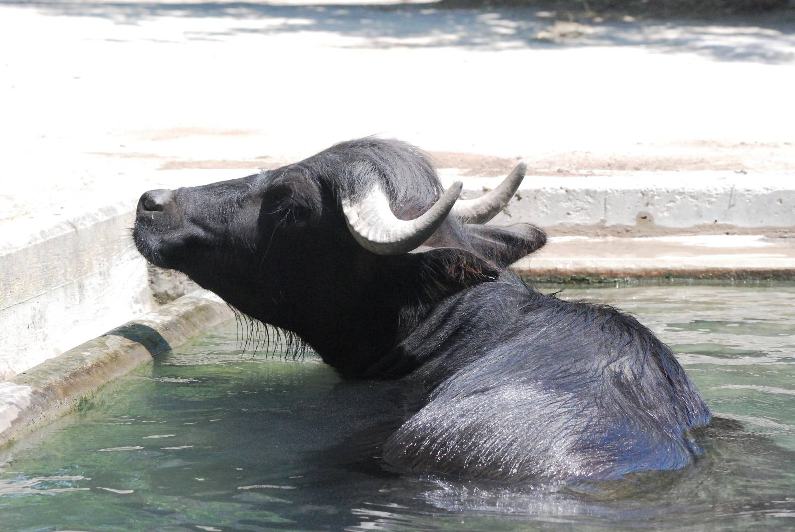 Domestic Water Buffalo at Vienna, 16/06/13