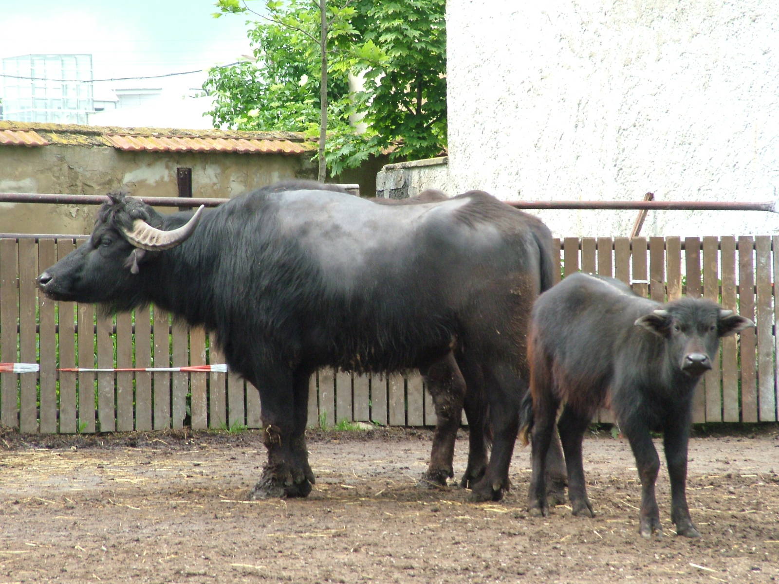 Domestic Water Buffalo at Vyskov, 30/05/10