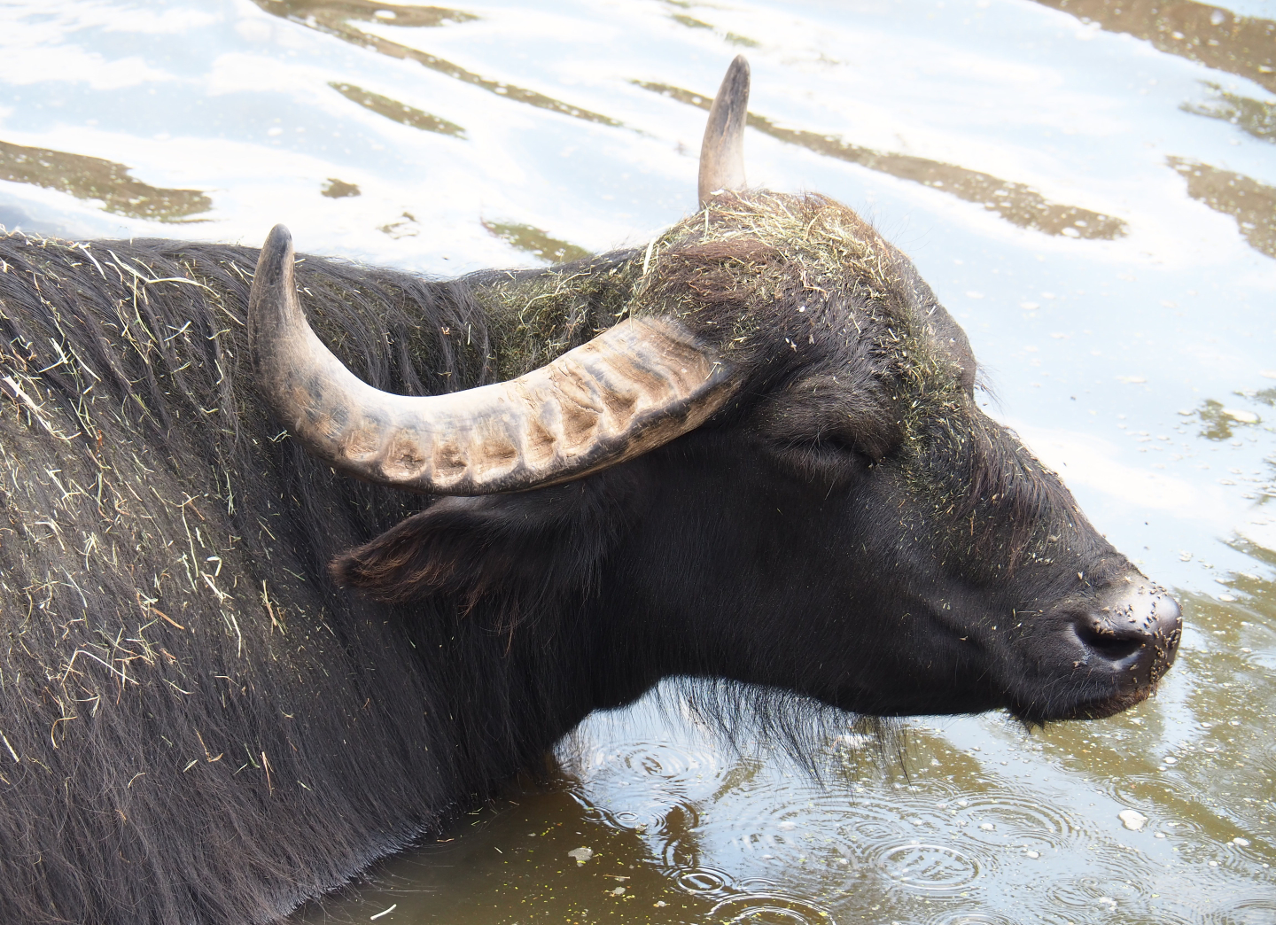 Domestic water buffalo (Bubalus bubalis), 2020-09-02