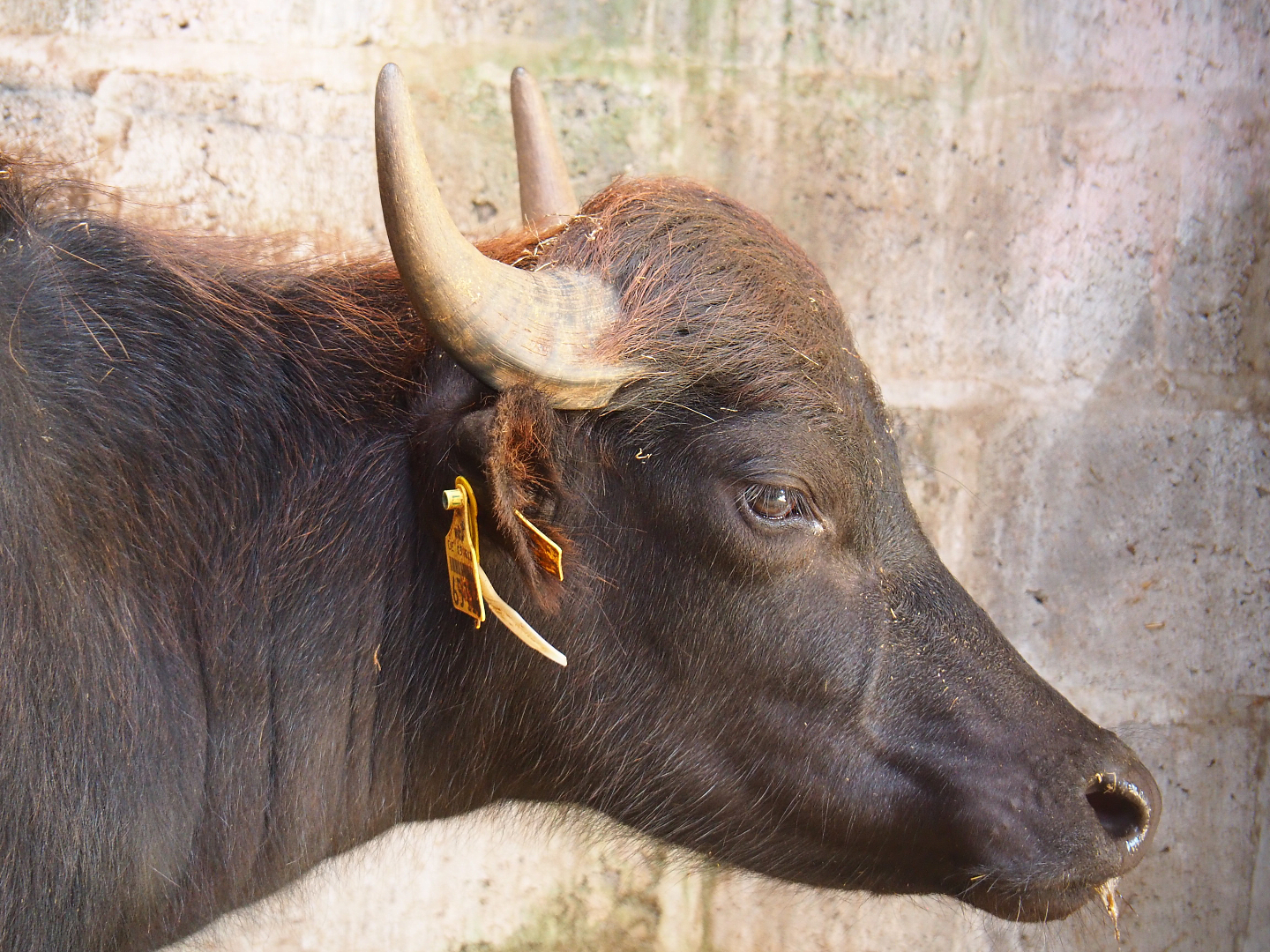 Domestic water buffalo (Bubalus bubalis), 2020-09-12