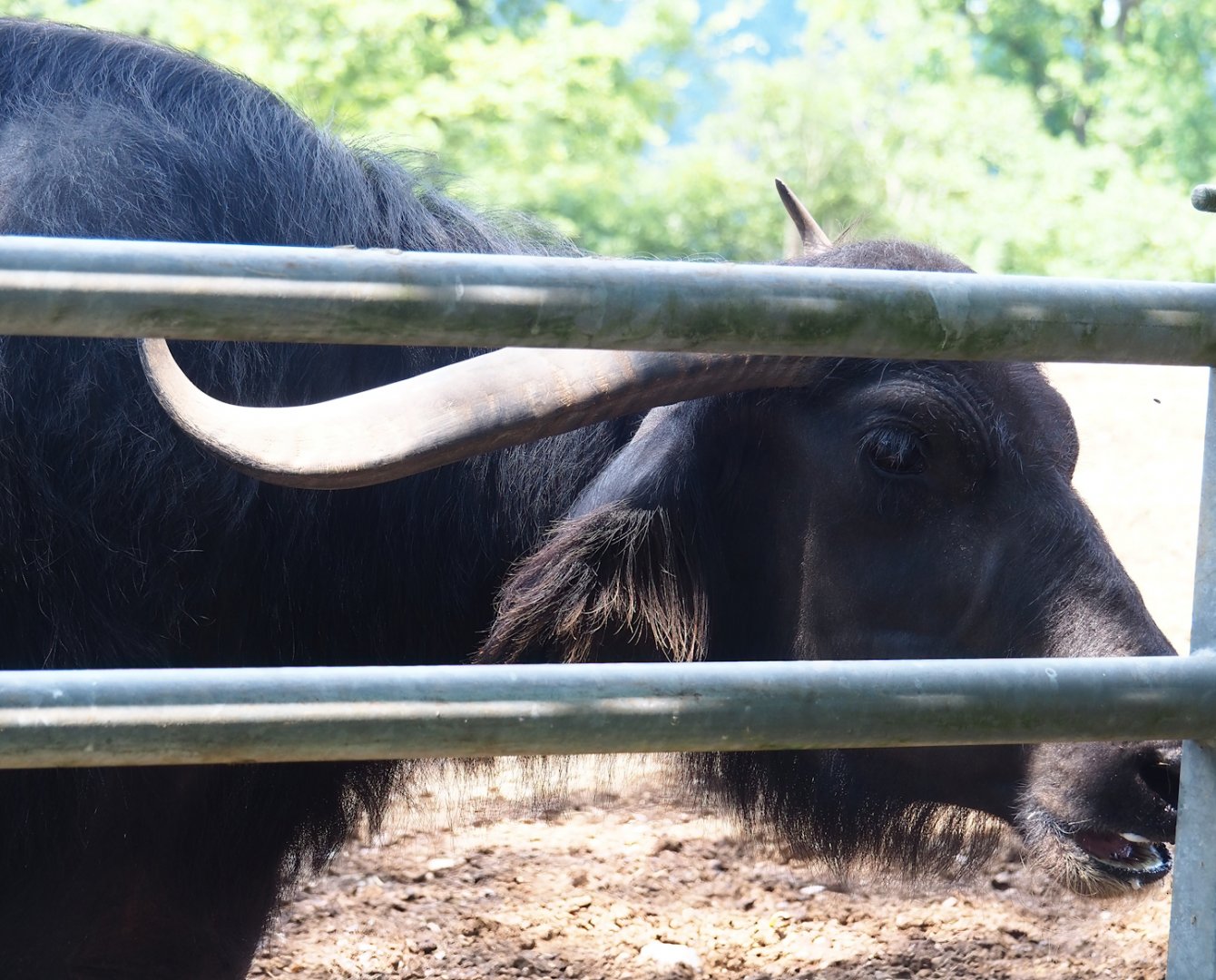 Domestic water buffalo (Bubalus bubalis), 2023-06-24