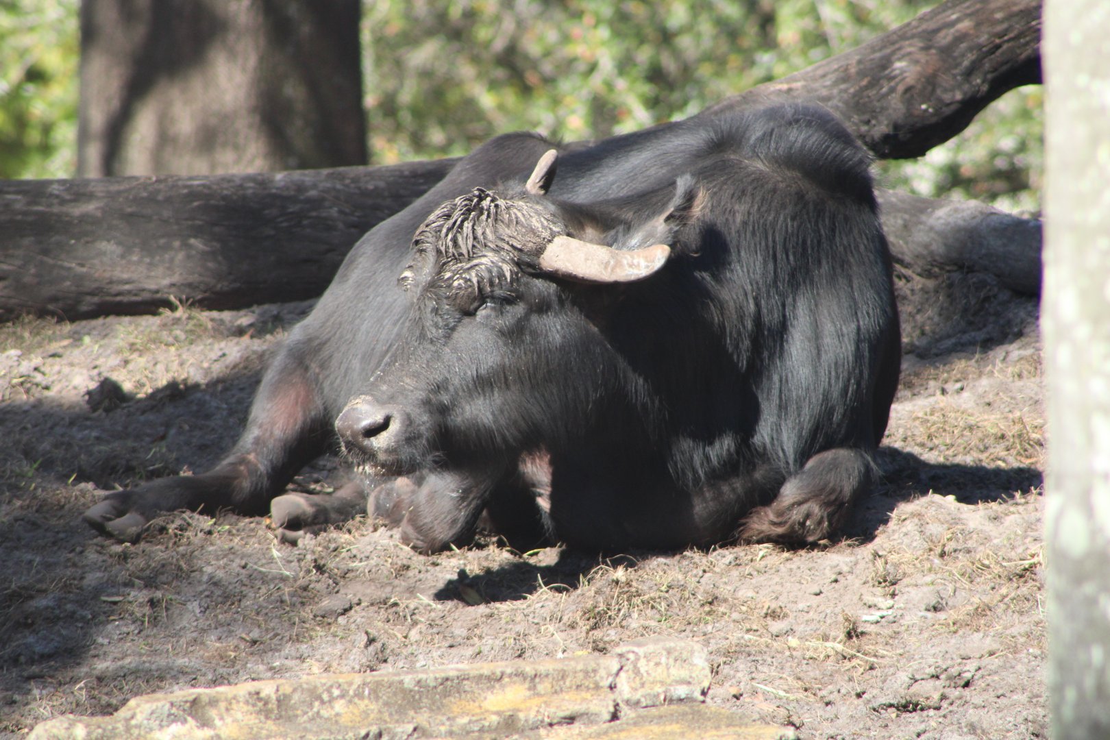 Domestic Water Buffalo (Bubalus bubalis)