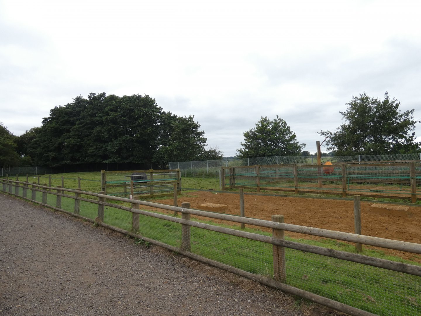 Domestic water buffalo enclosure