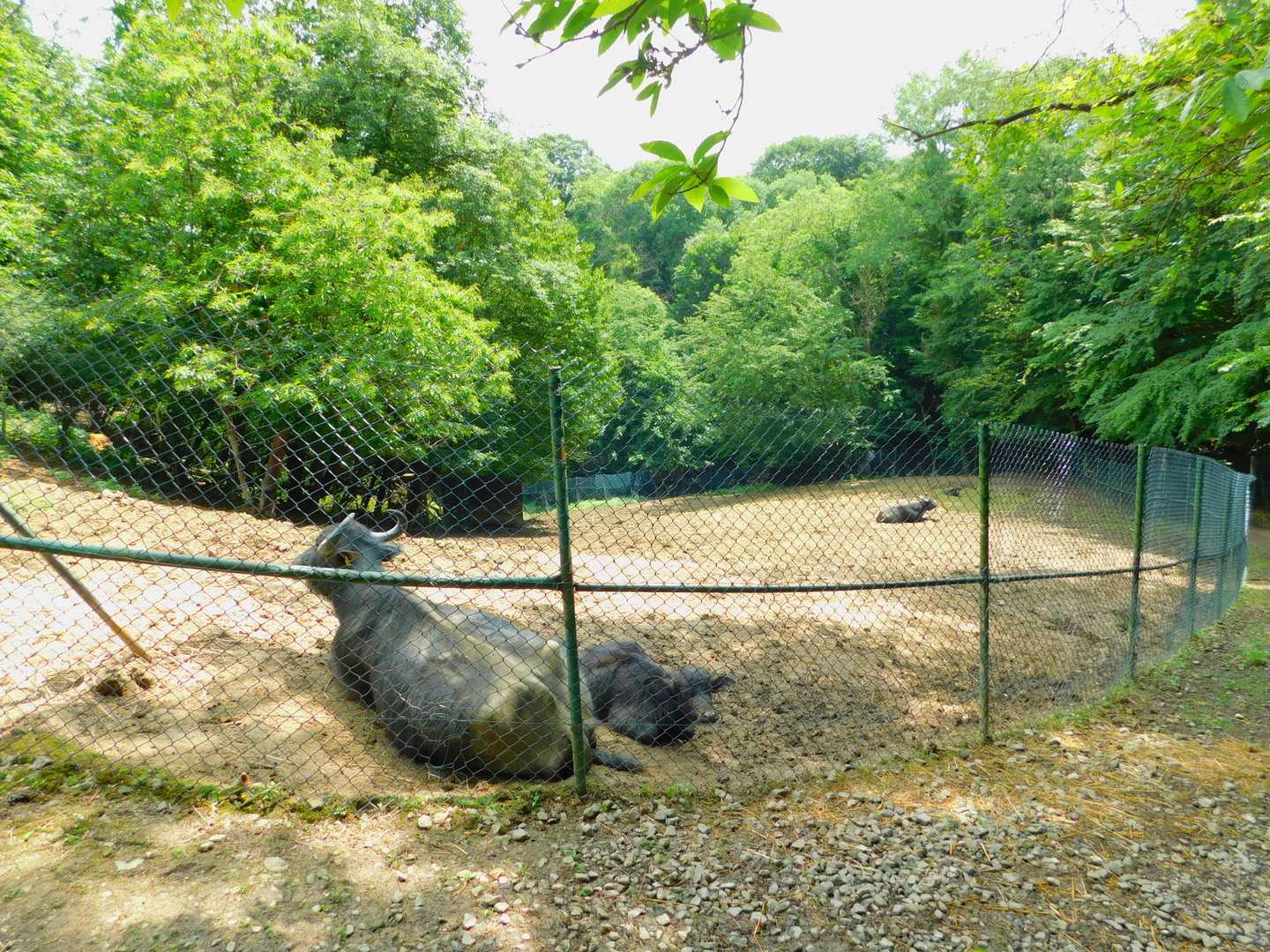 Domestic Water Buffalo Enclosure