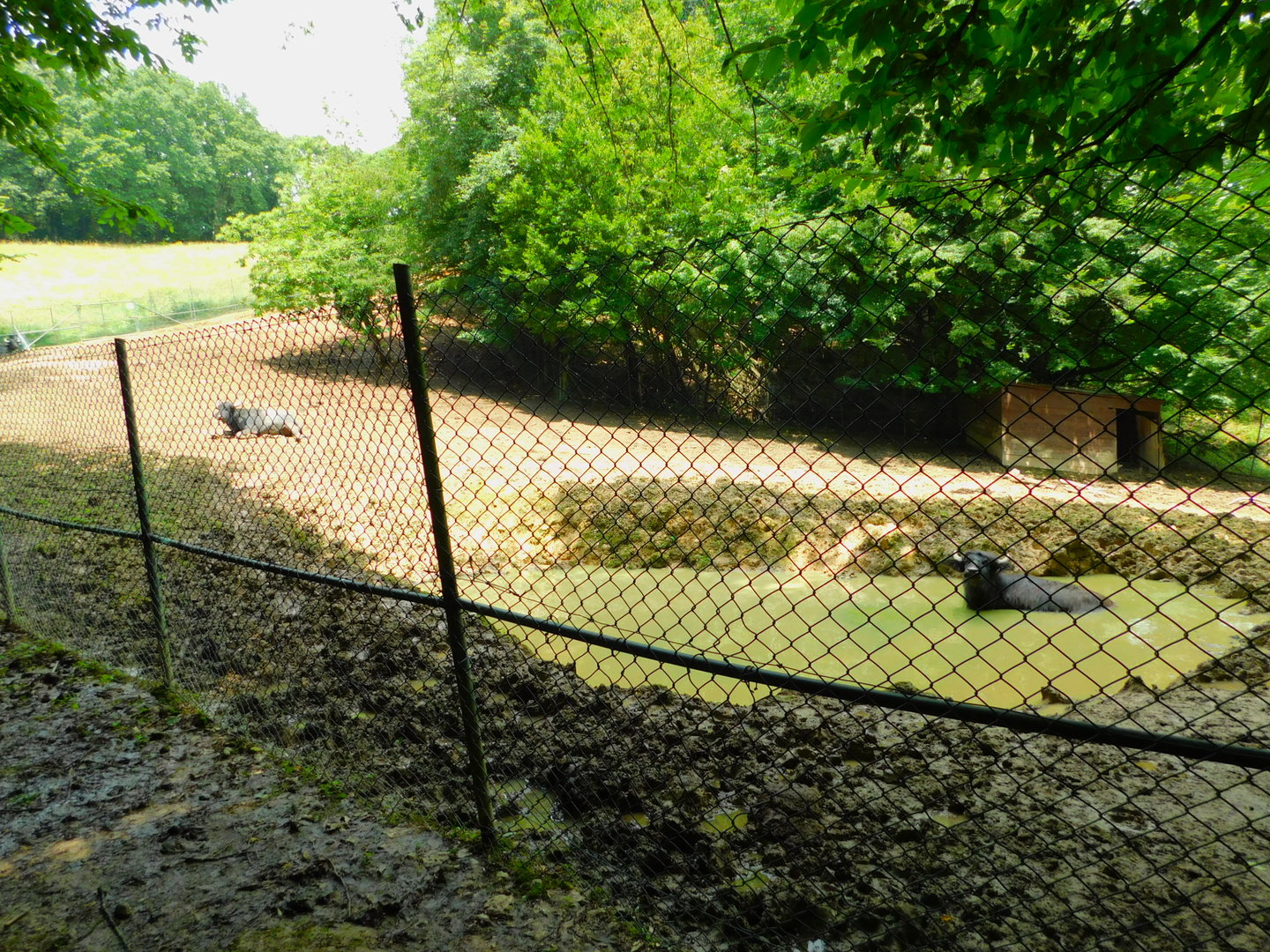 Domestic Water Buffalo Enclosure