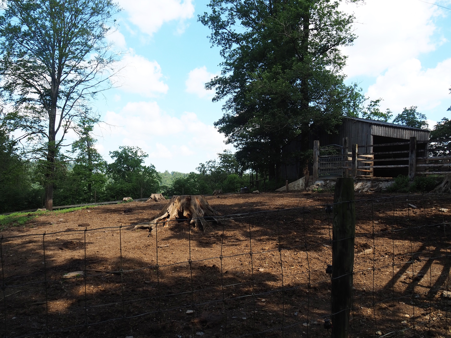 Domestic water buffalo paddock, 2023-06-24