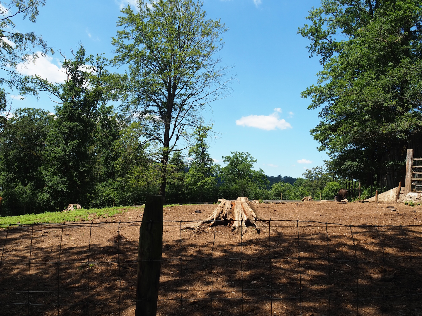 Domestic water buffalo paddock, 2023-06-24