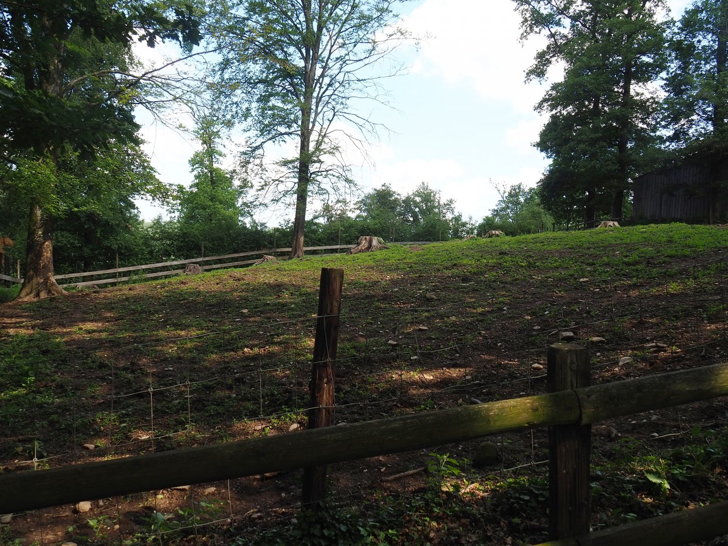 Domestic water buffalo paddock, 2023-06-24