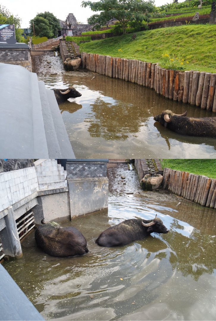 Domestic water buffalo pool with water buffaloes in it, 2020-09-02