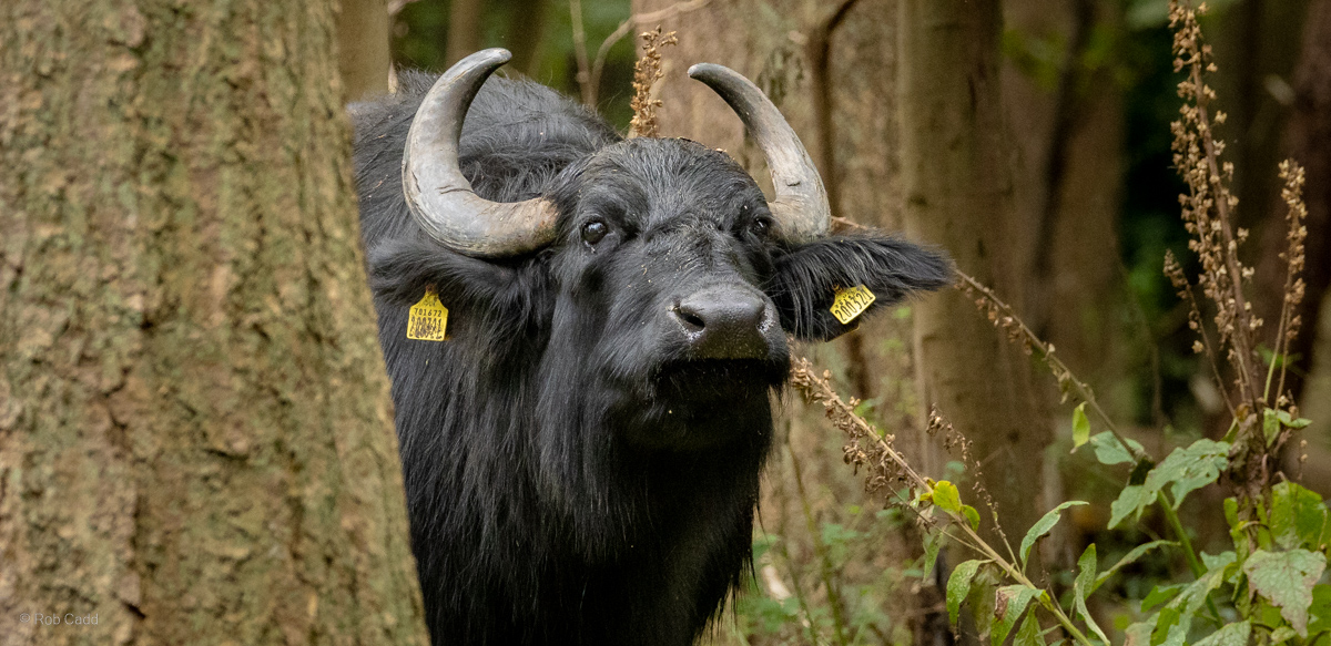 Domestic water buffalo : Watatunga : 22 Sep 2024