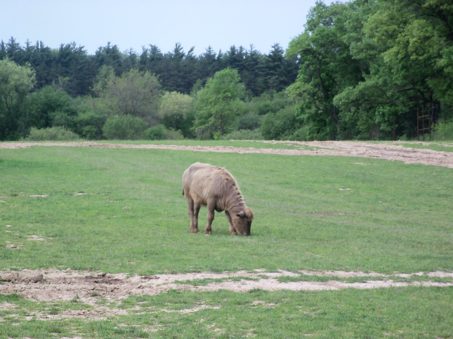 Domestic Water Buffalo (Which species is this)