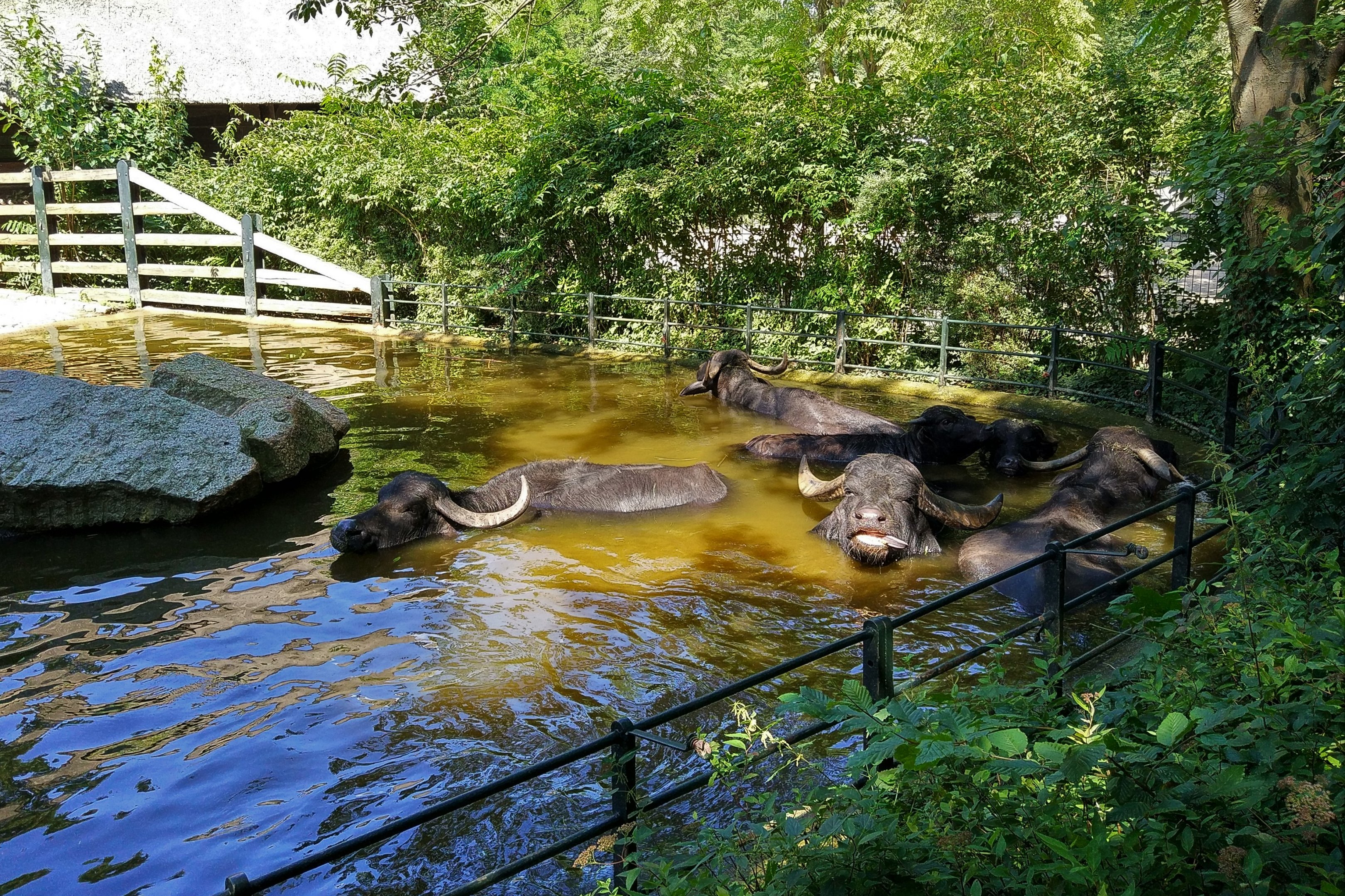 Domestic Water Buffalo