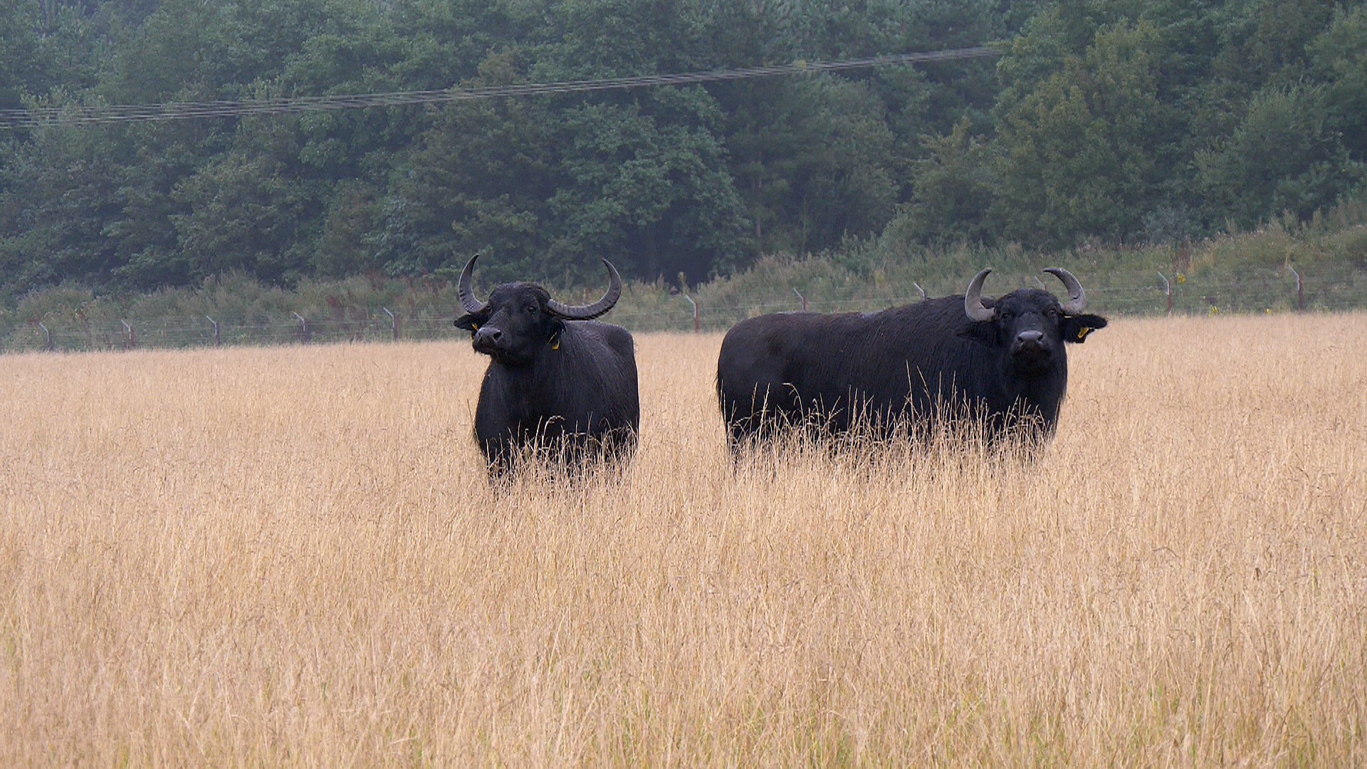Domestic Water Buffalo