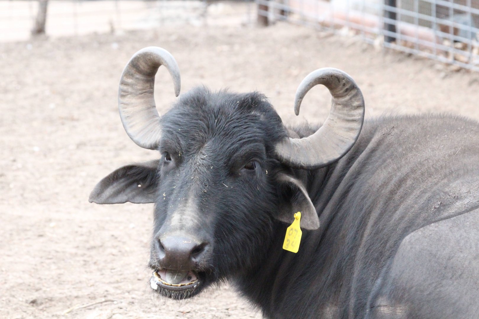 Domestic Water Buffalo