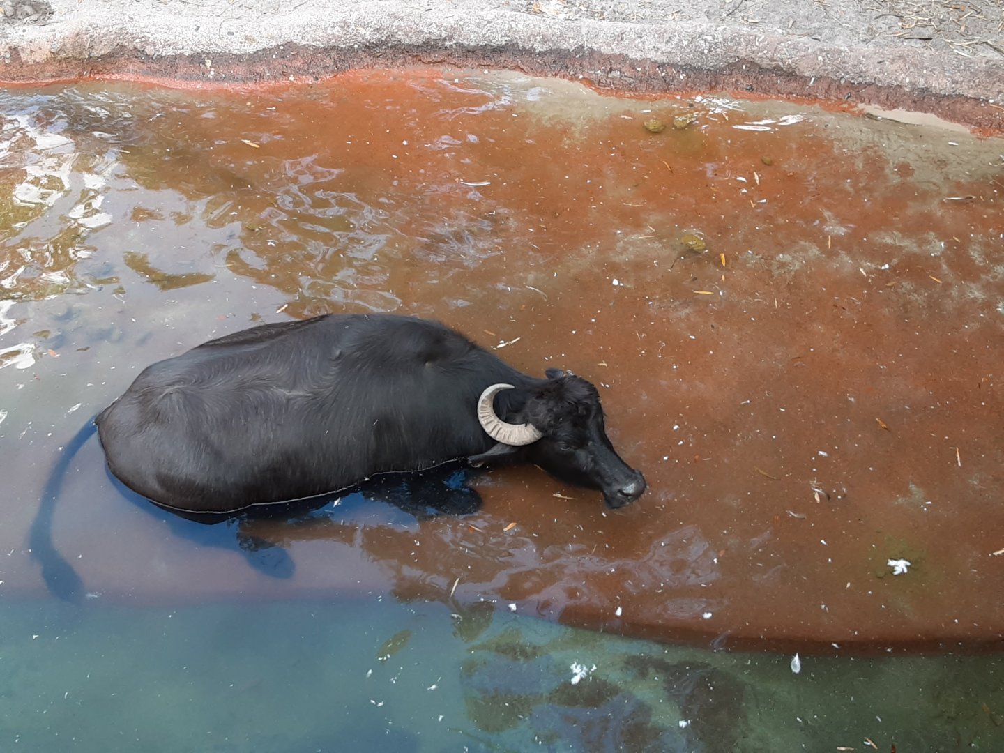 Domestic Water Buffalo