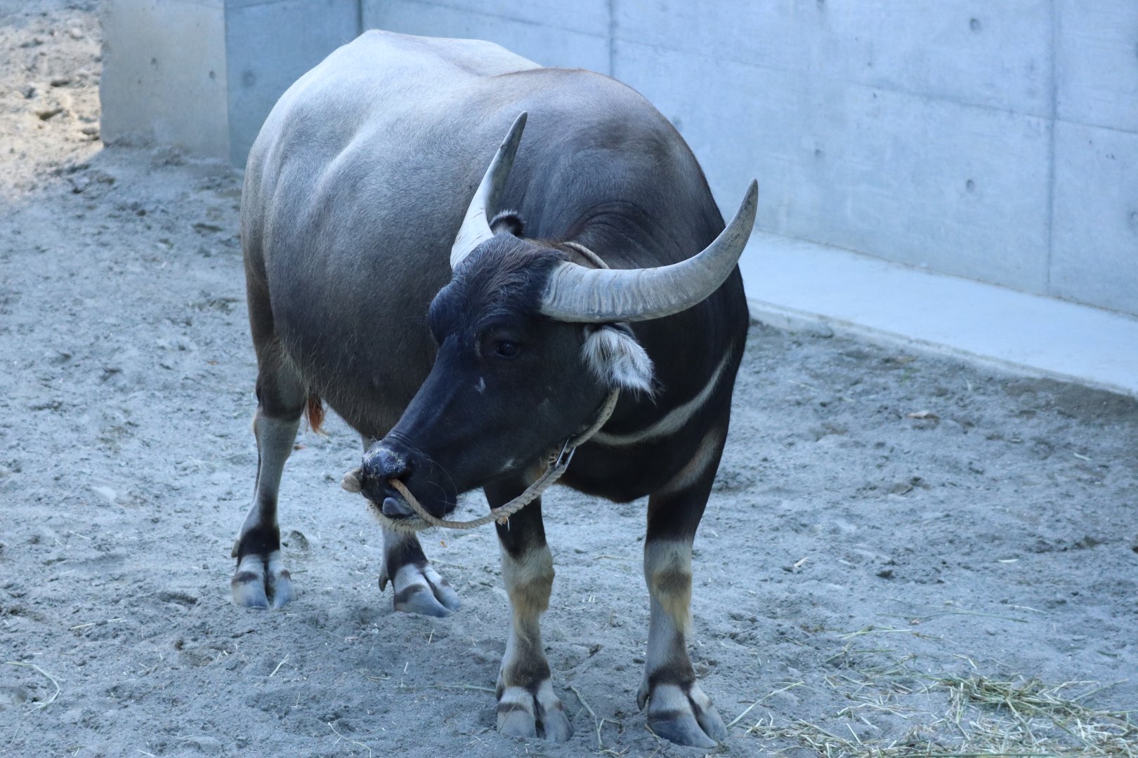 Domestic Water Buffalo