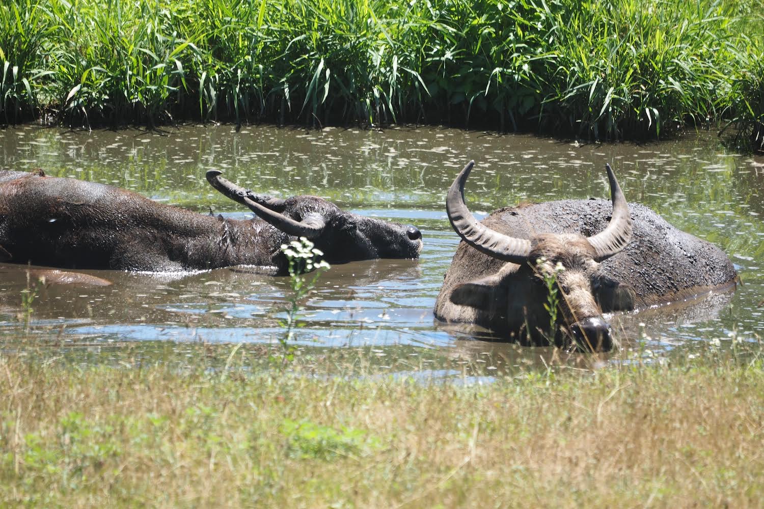 Domestic water buffalo