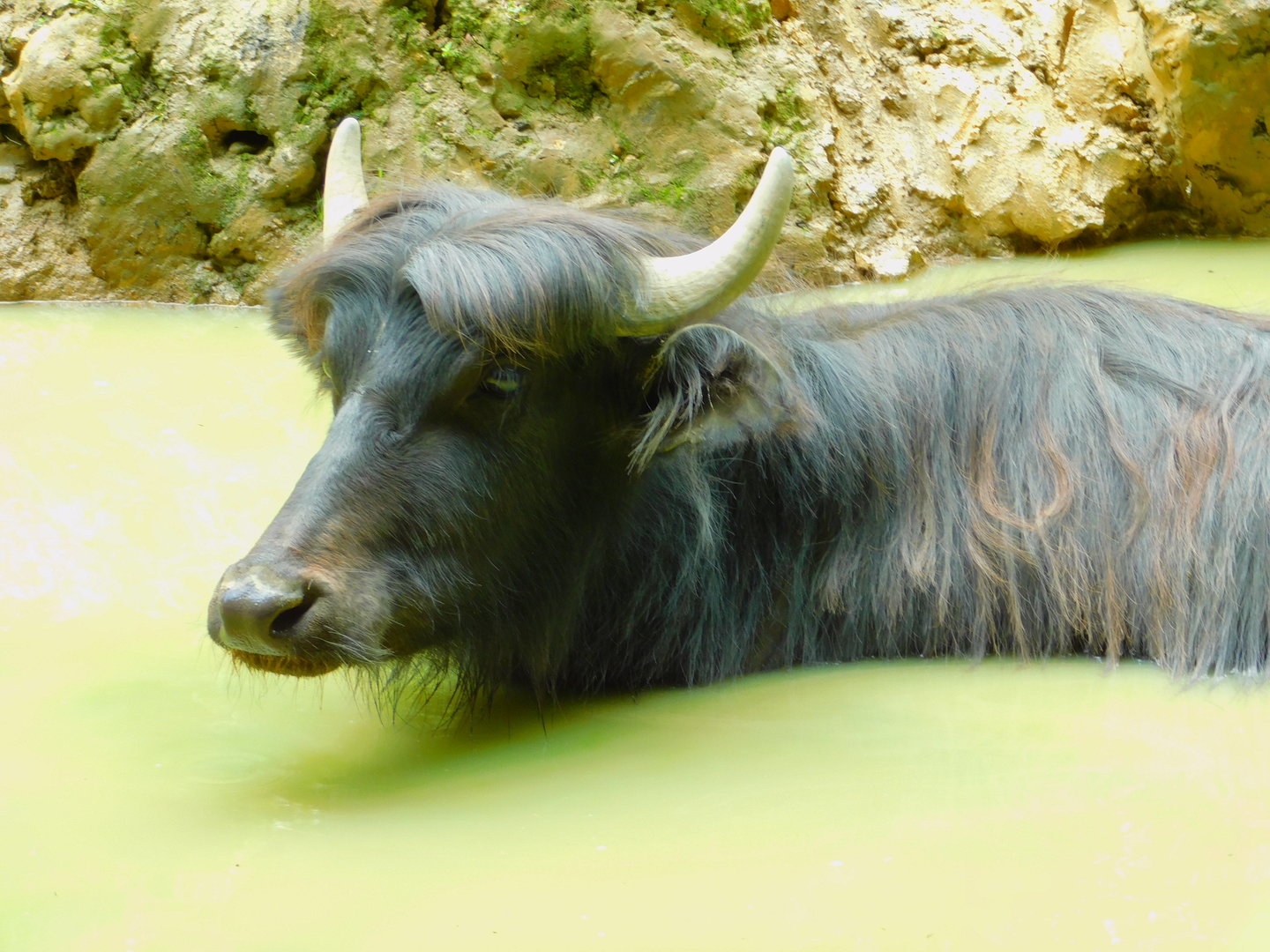 Domestic Water Buffalo