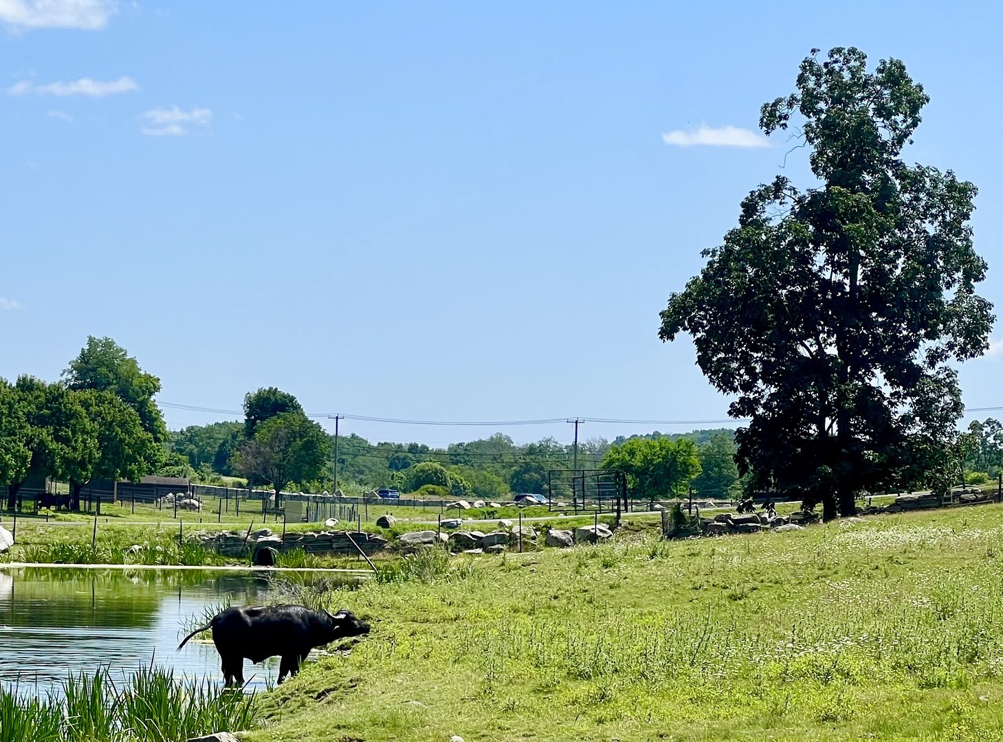 Domestic Water Buffalo