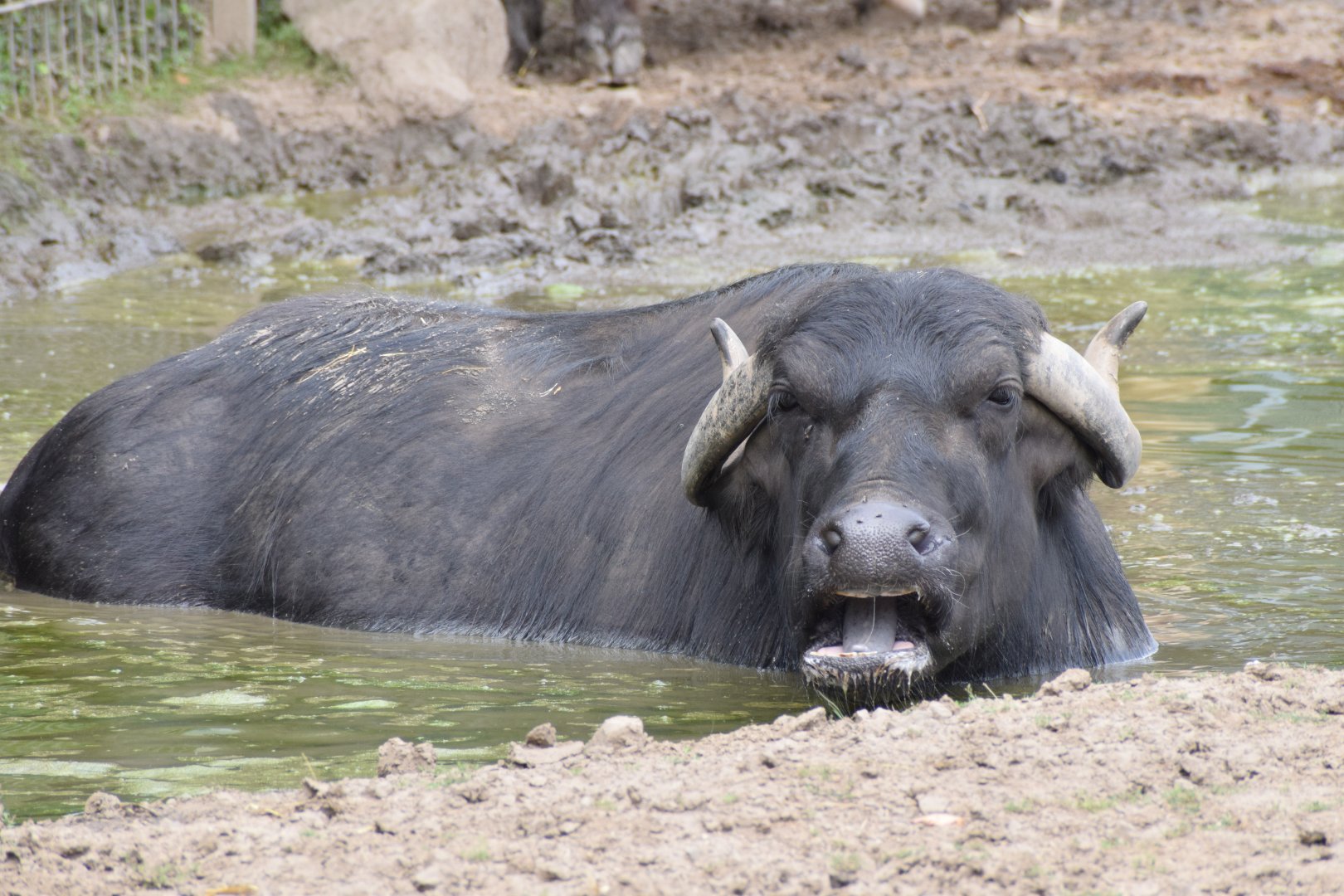 Domestic water buffalo