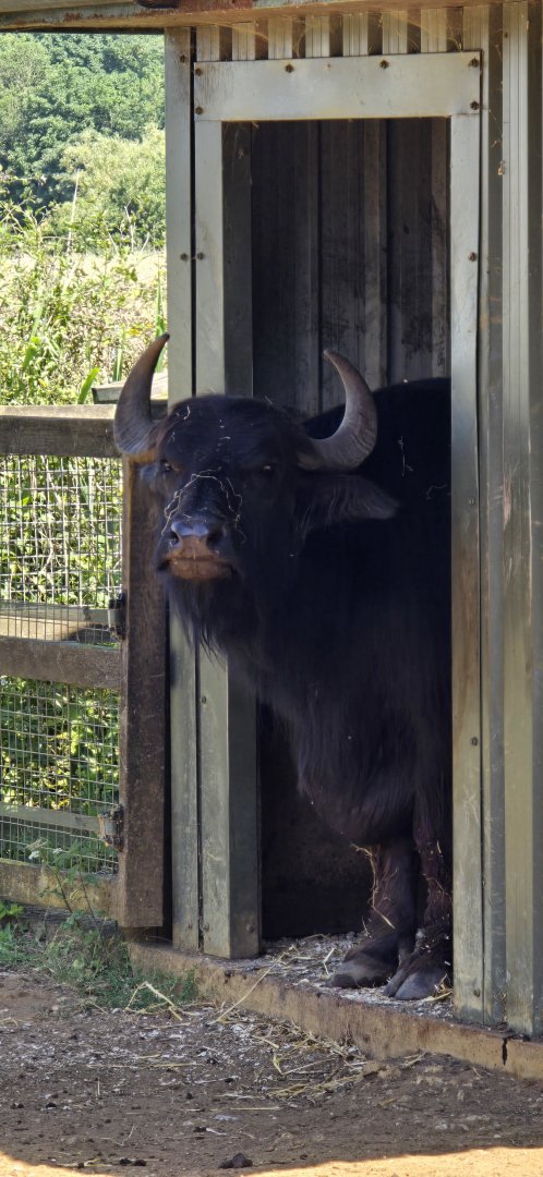 Domestic water buffalo