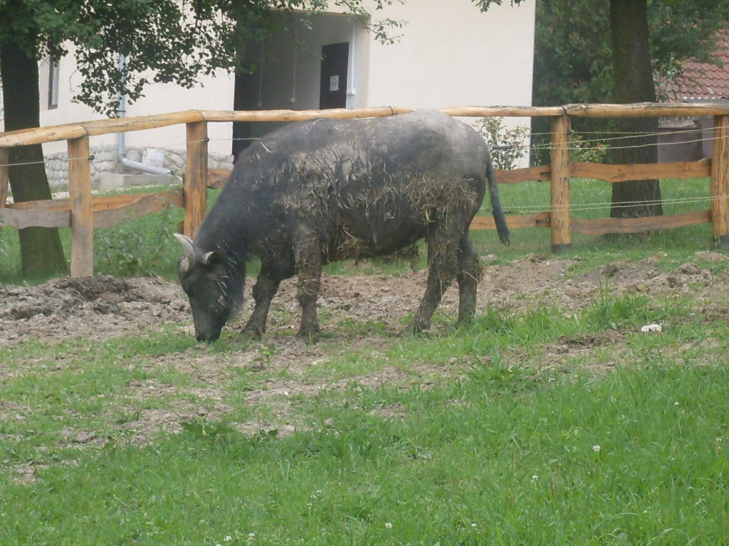 Domestic water buffalo