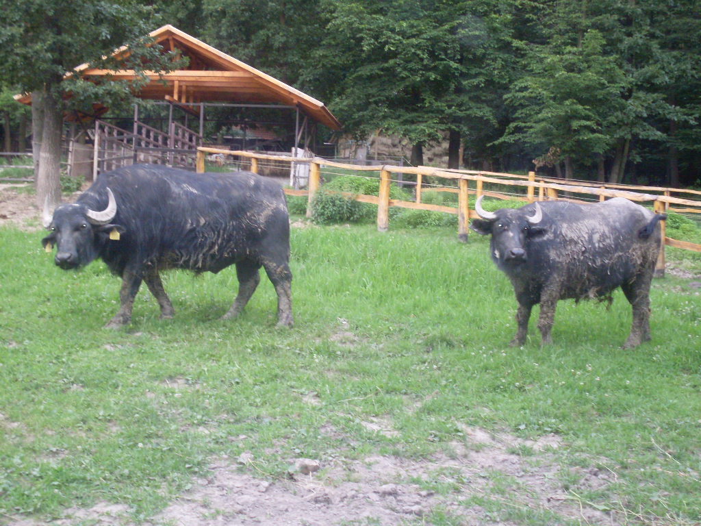 Domestic water buffalo